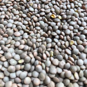 Lentilles vertes bio, Gratebio